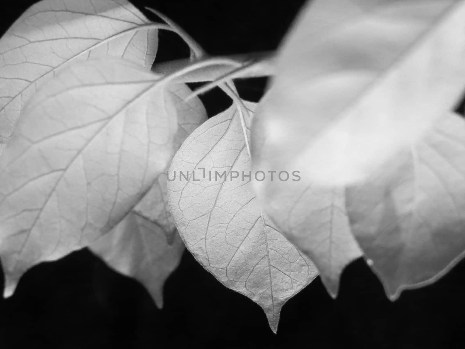 An abstract background with a view of unique leaves in a formation.                               