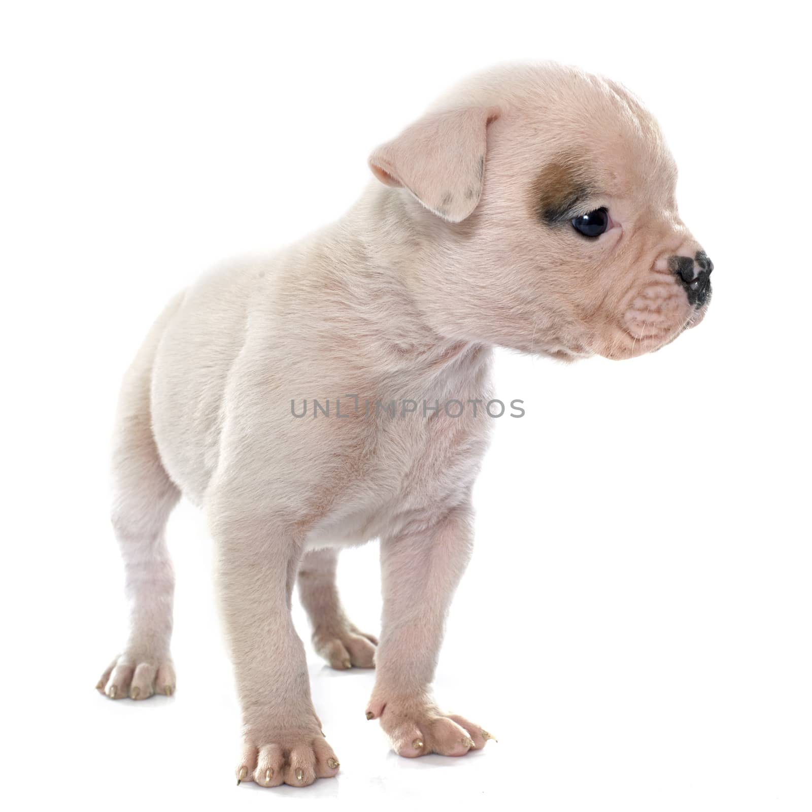 puppy american bulldog in front of white background