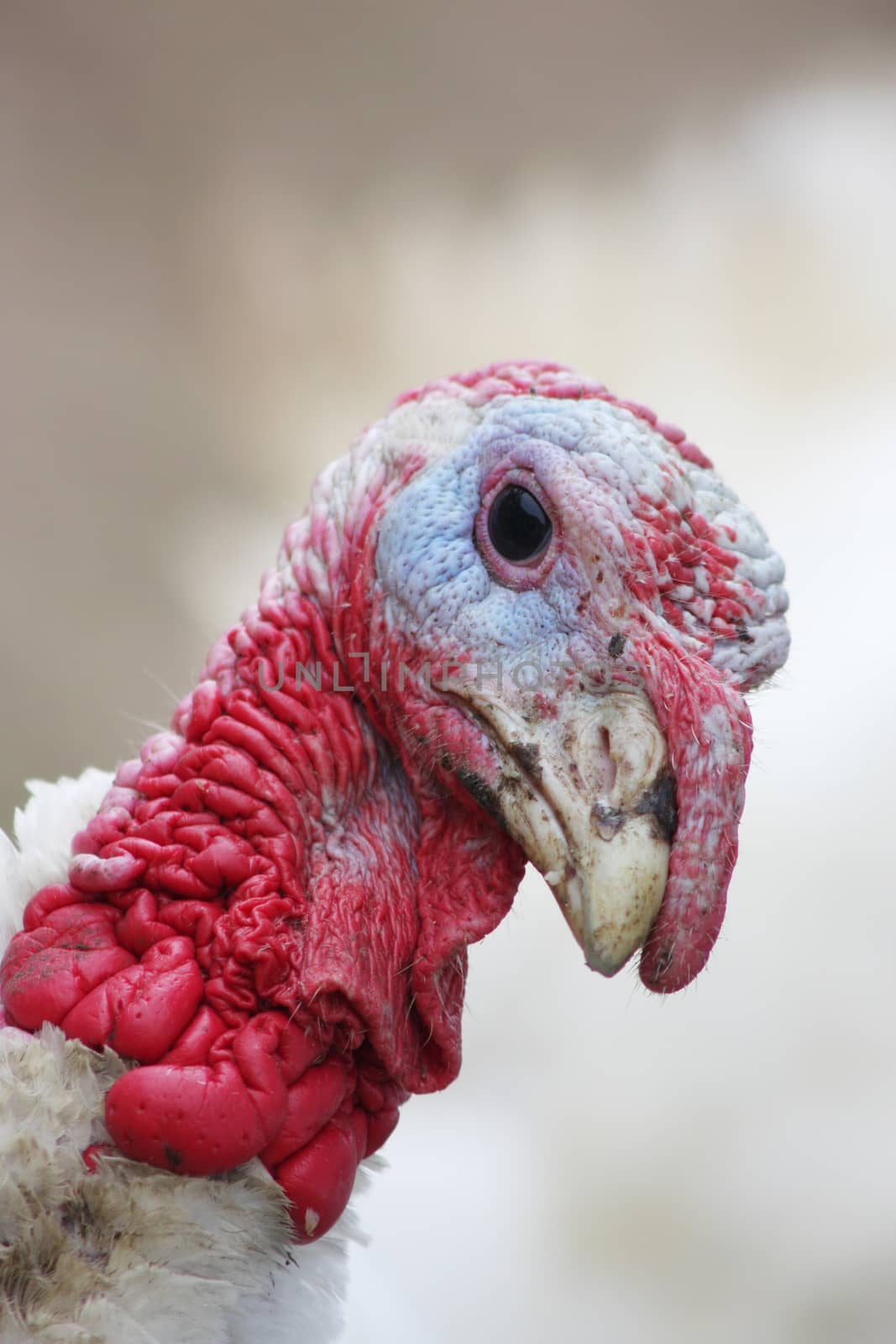 Portrait of a turkey