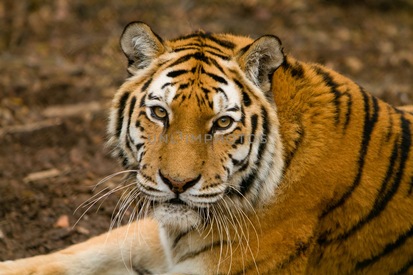 Tiger portrait