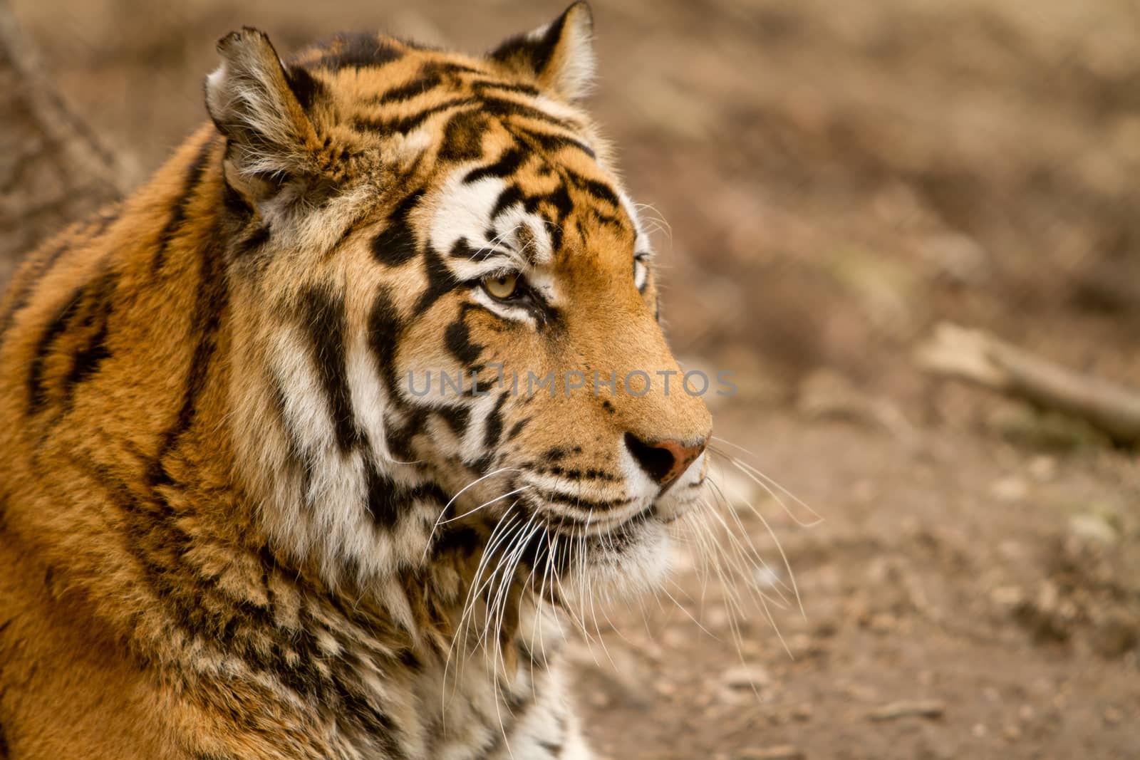 Tiger portrait