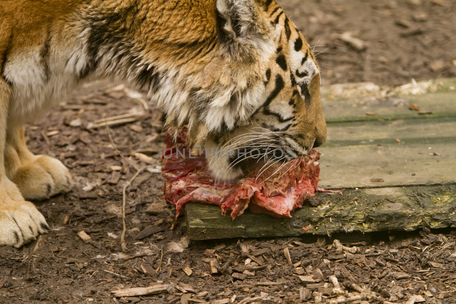 Tiger with a piece of meat