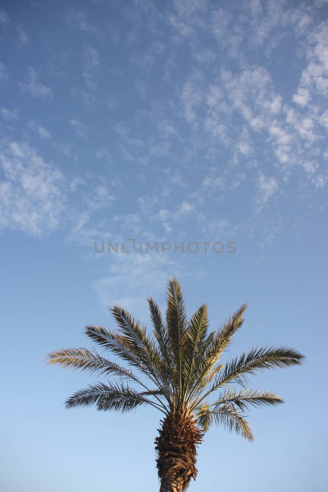 Date palm tree in front of sky background