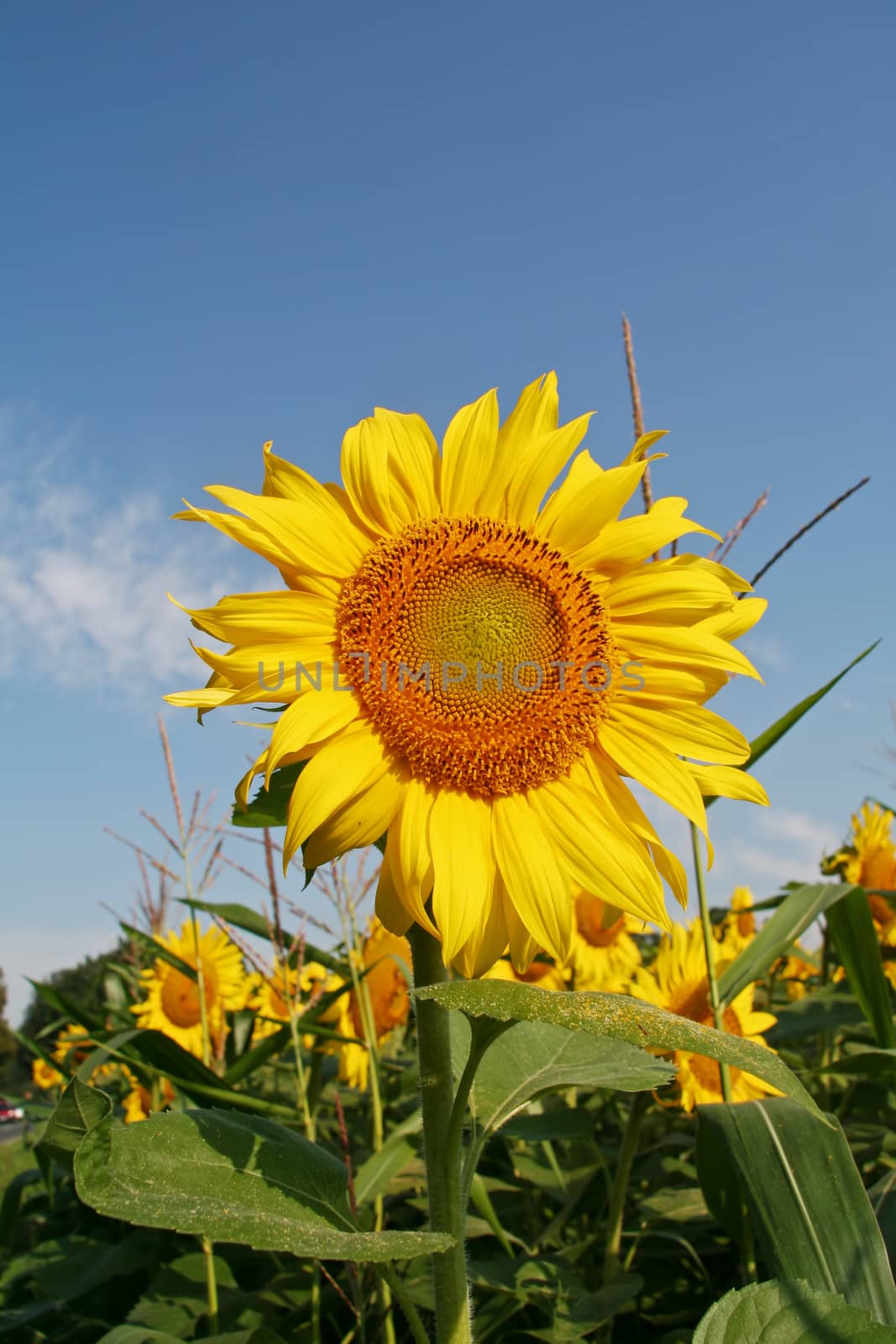 Sunflowers field