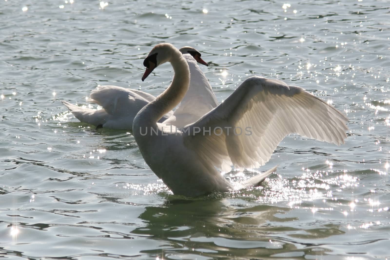 Swan by Aarstudio