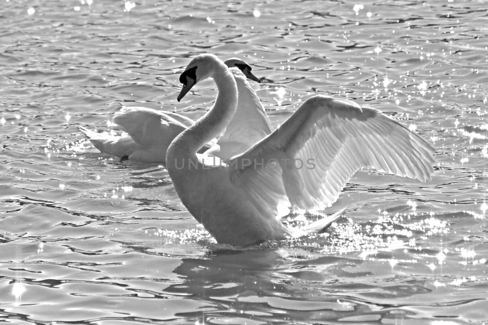 Swan in a lake in black and white