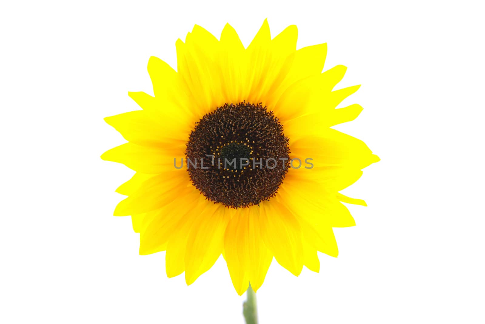 Sunflower on white background