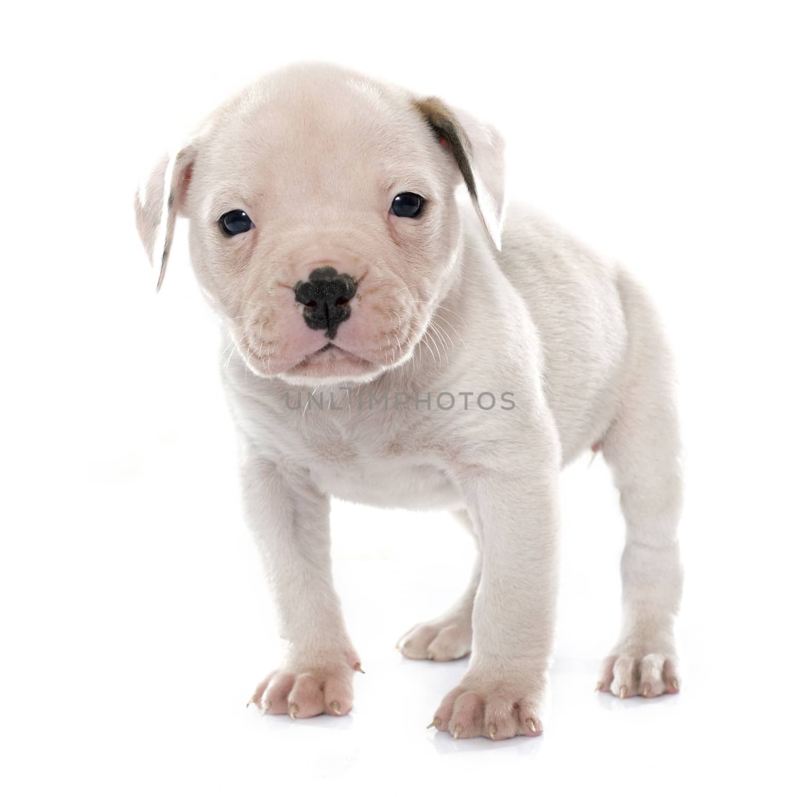 puppy american bulldog in front of white background