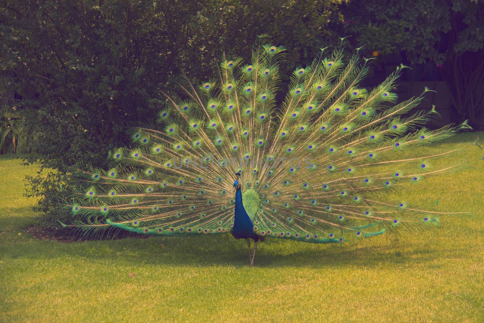 Peacock in the park