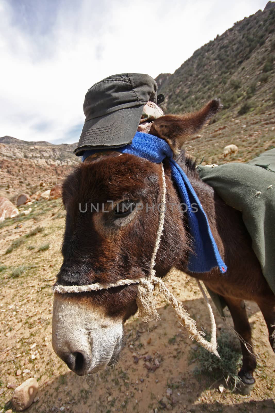 Donkey with scarf and a hat