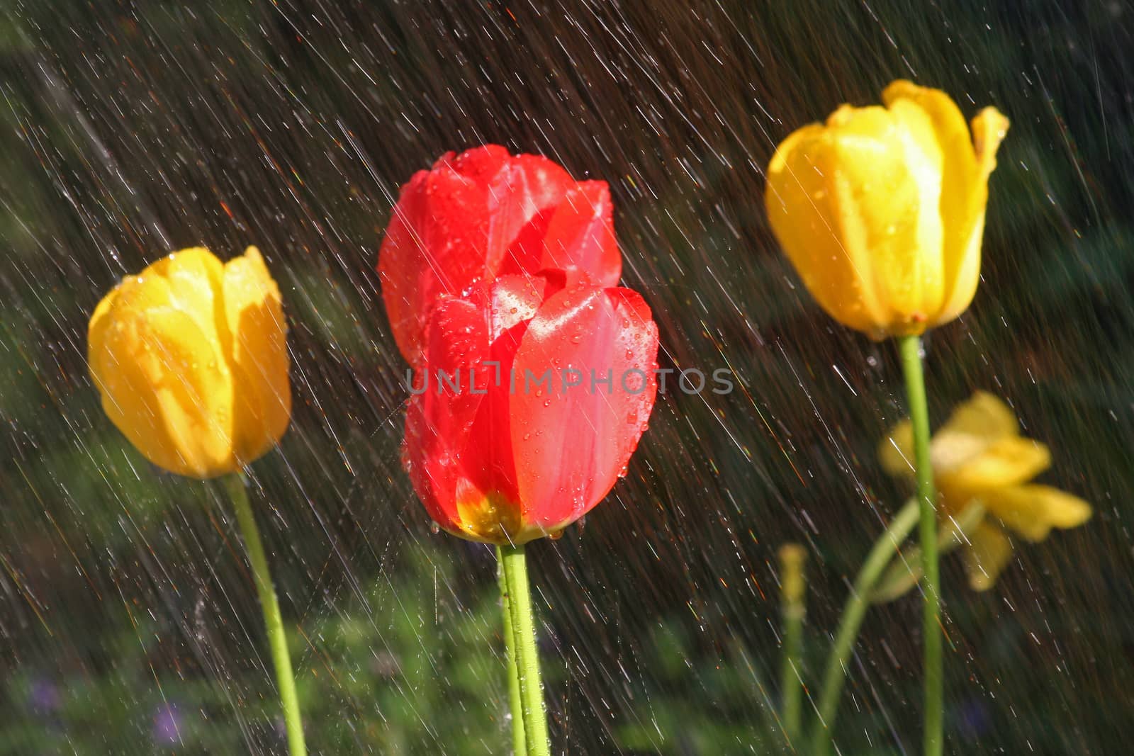 Yellow and red tulips in the rain with DOF on lower right yellow tulip