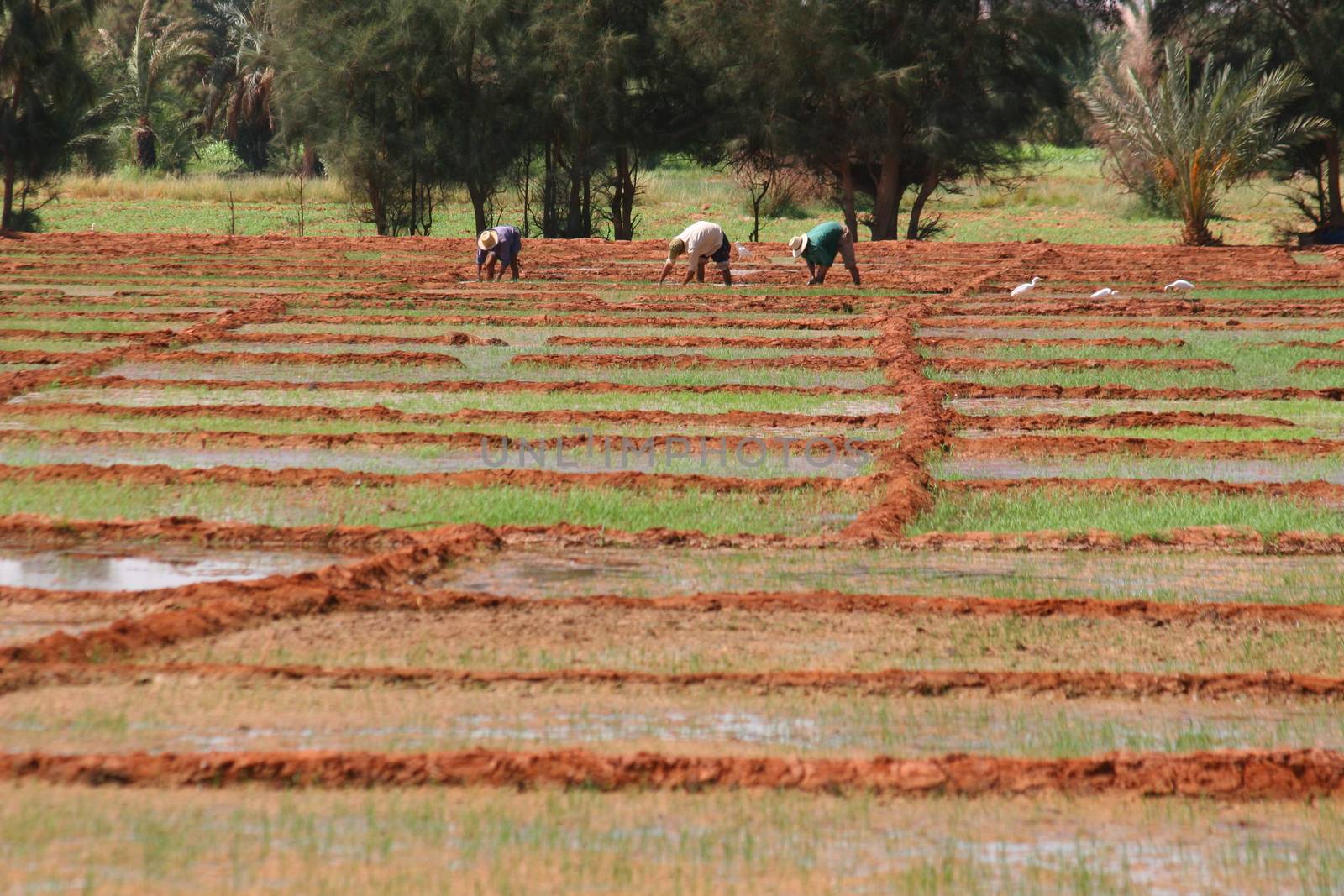 Workers on a rice fields