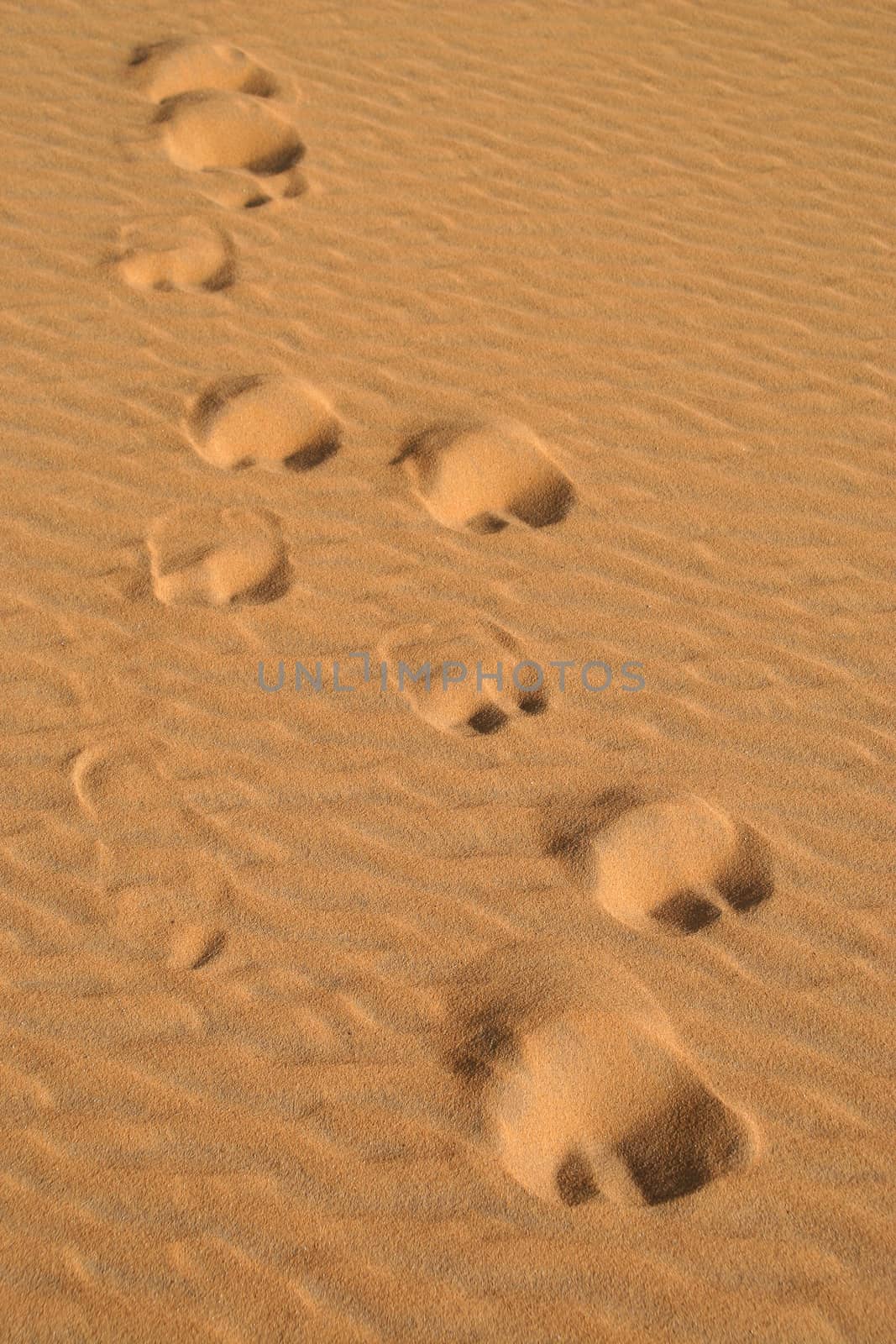 Camel traces in the desert