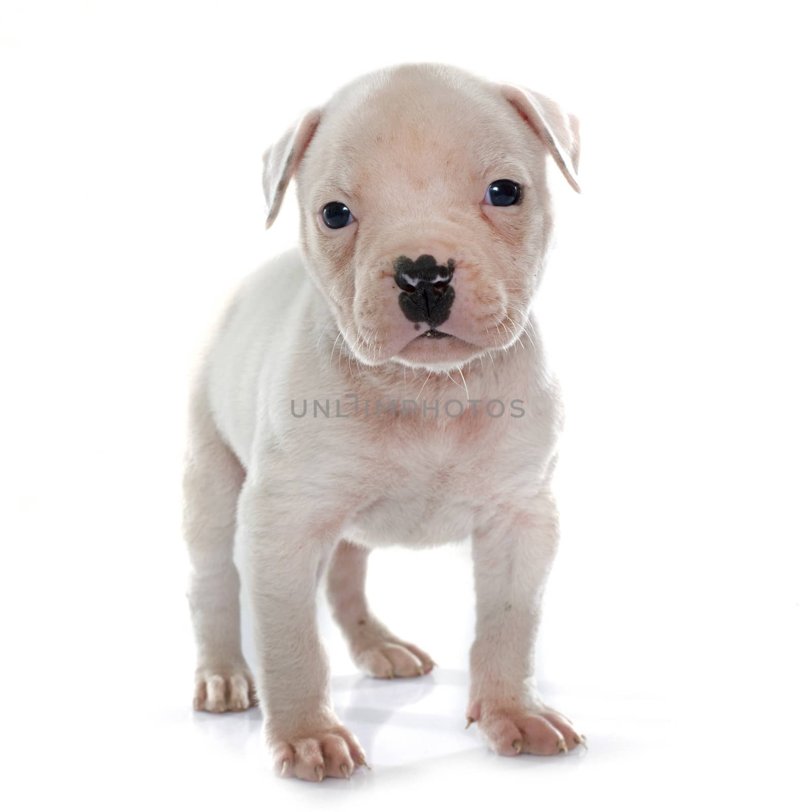 puppy american bulldog in front of white background