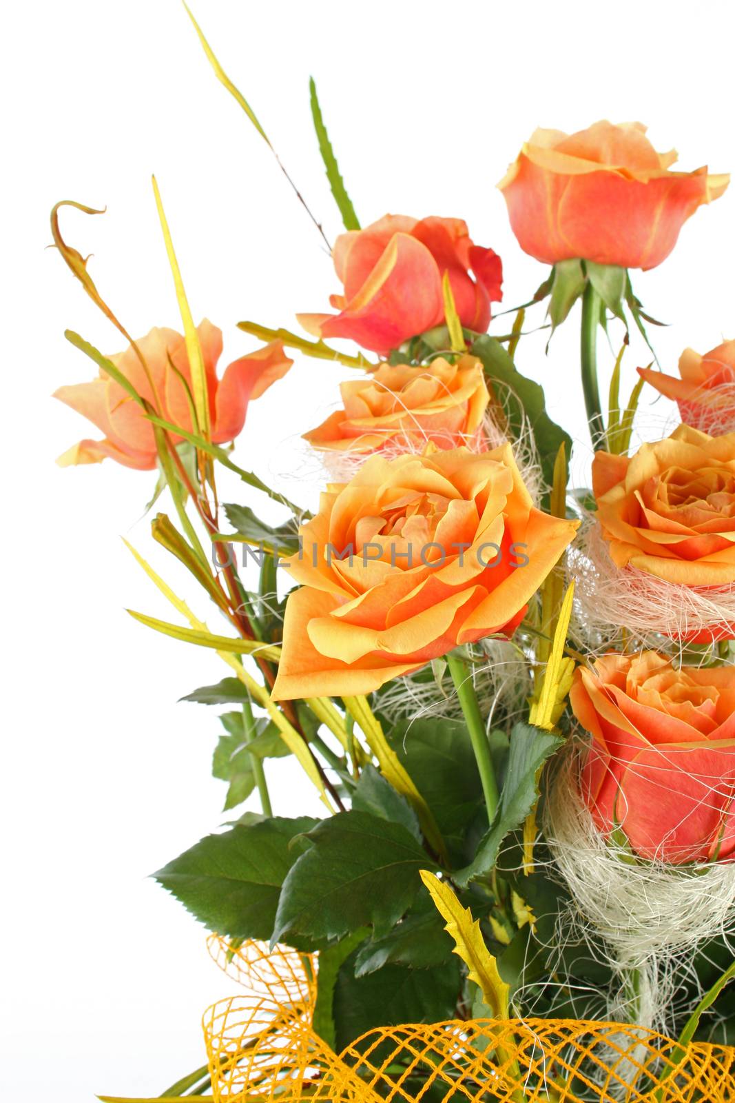 Orange rose isolated on white