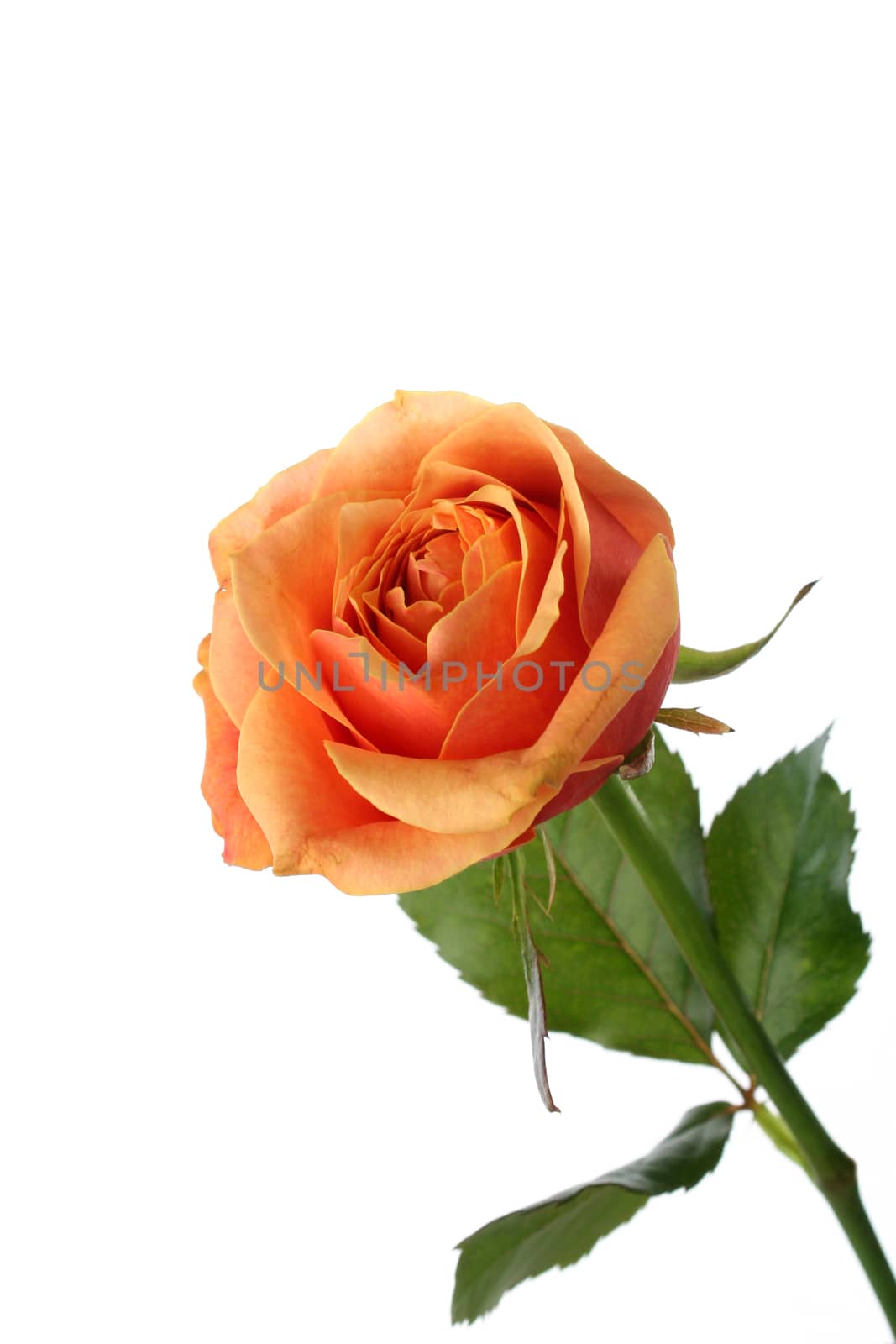 Orange rose isolated on white