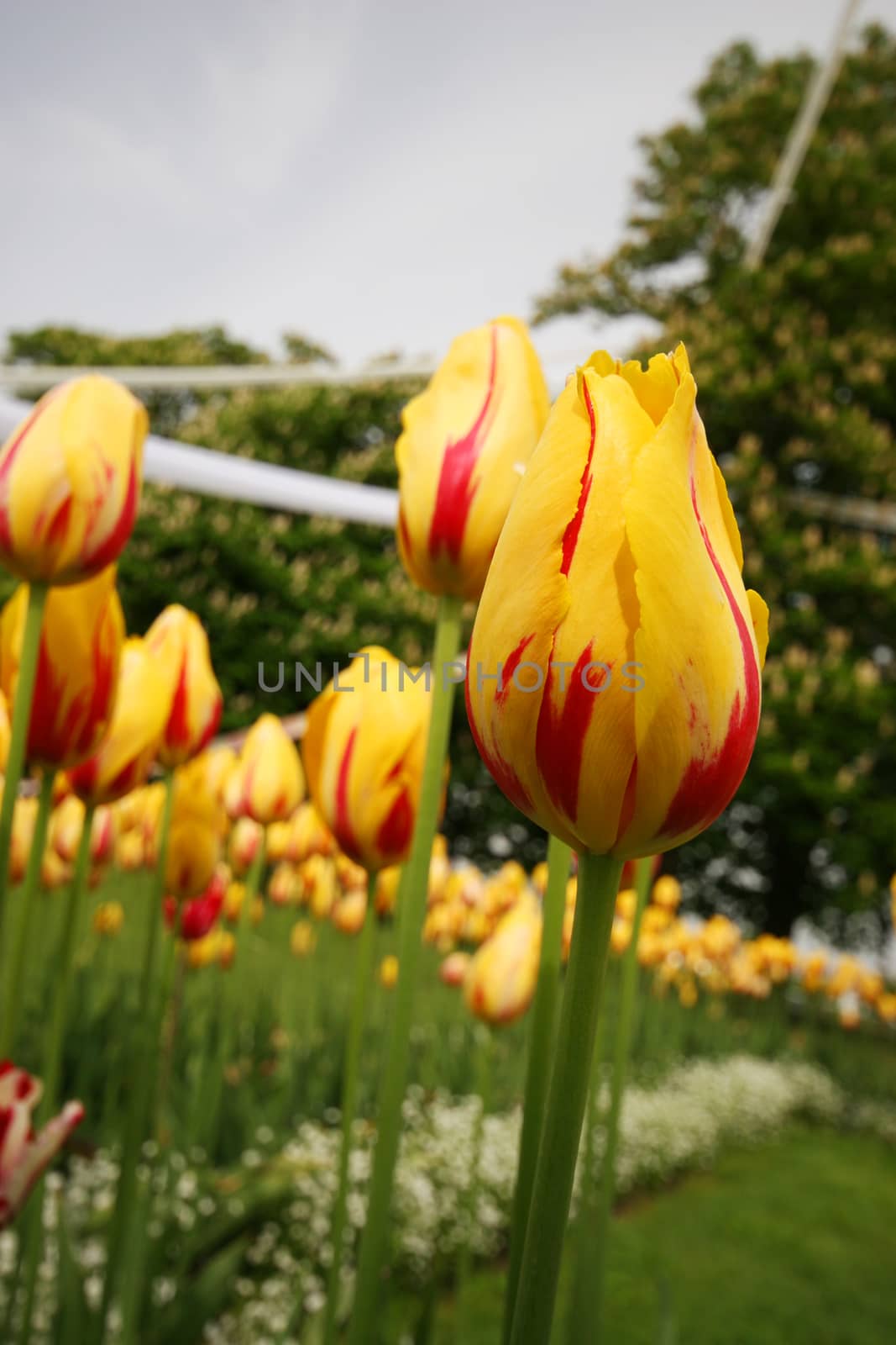 Yellow tulips