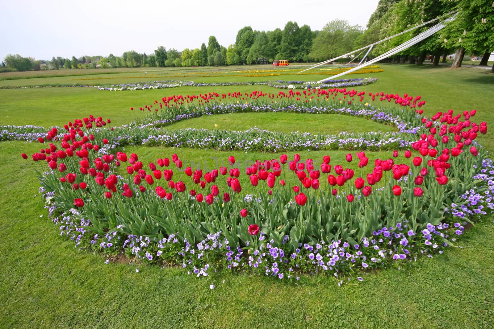 Red tulips in the park