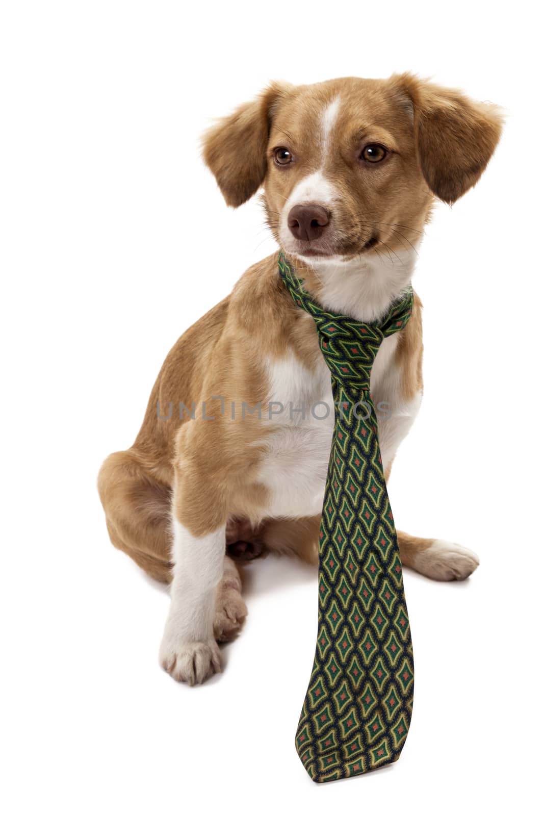 Cute dog wearing necktie isolated over white background