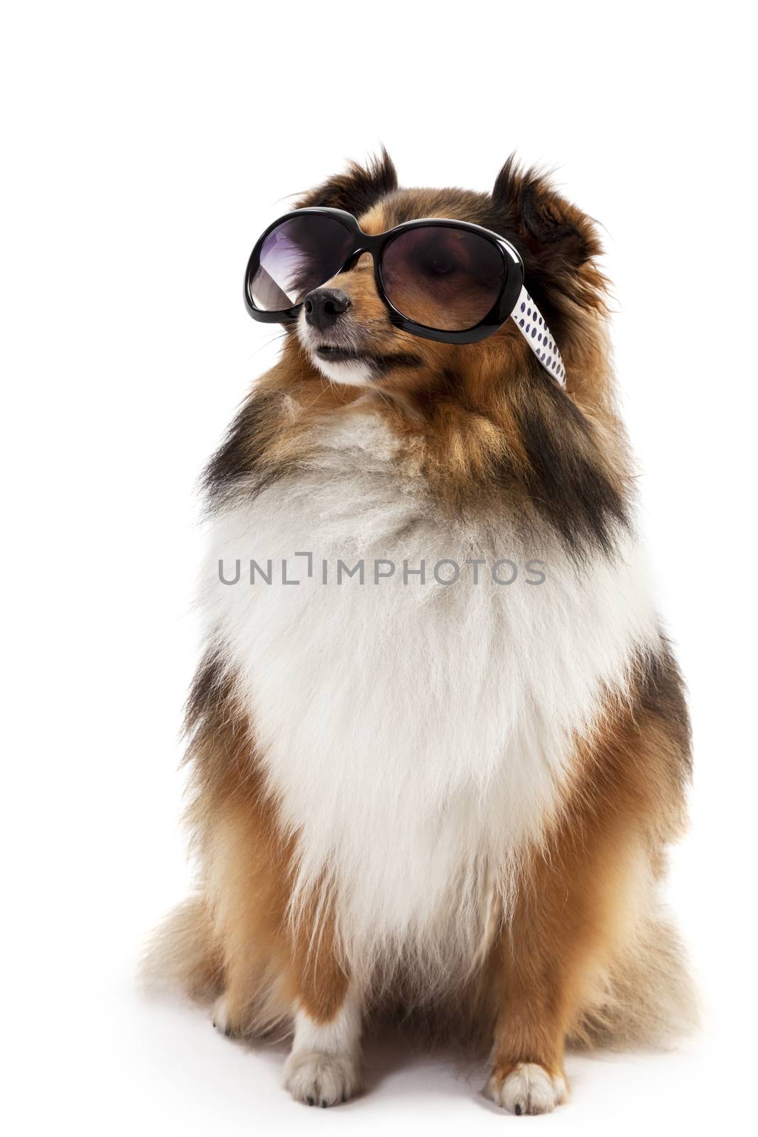 Shetland sheepdog wearing sunglasses by Aarstudio