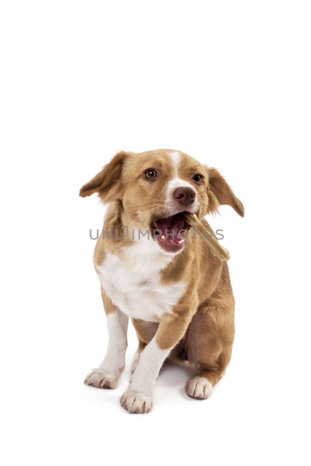 Portrait of mix breed dog eating bone
