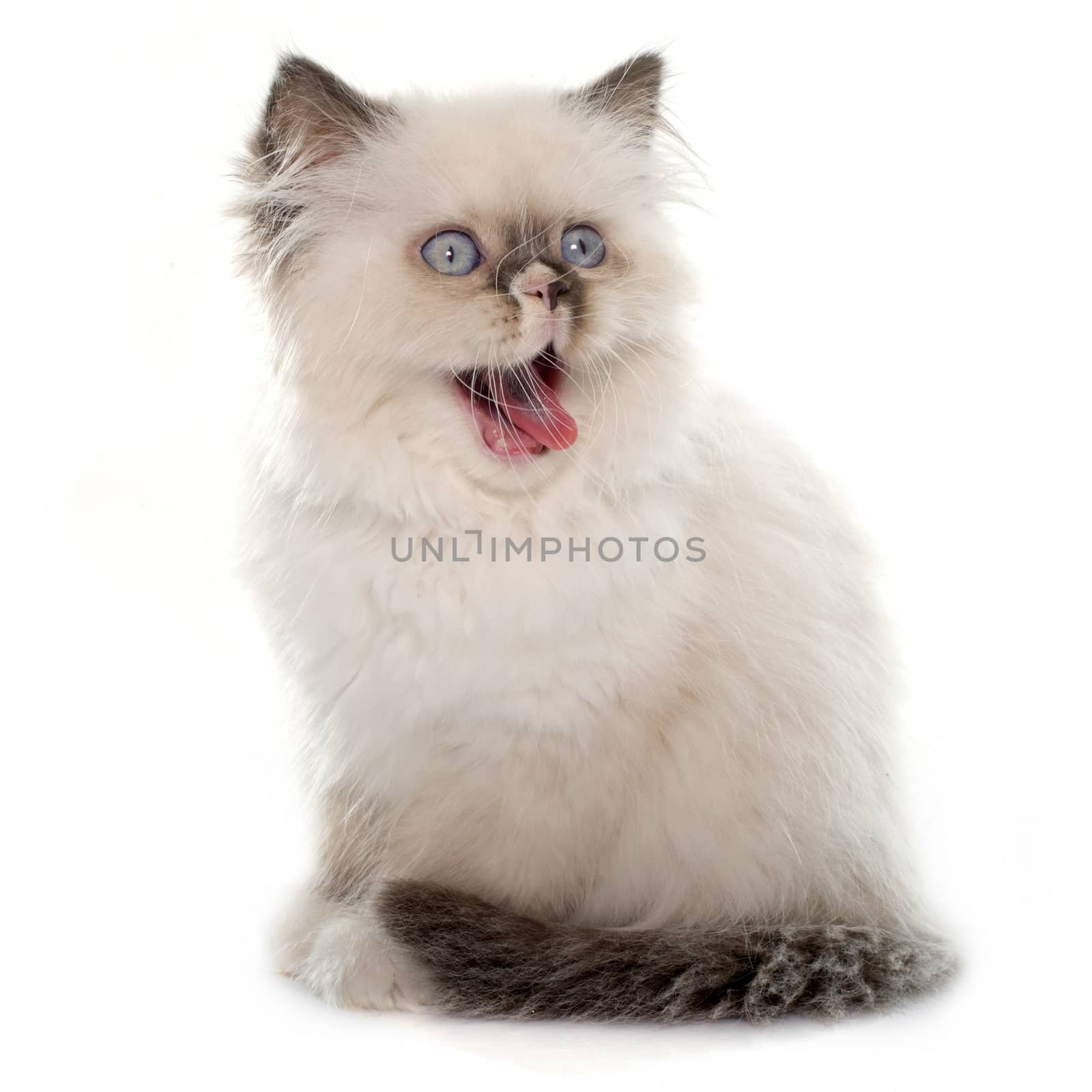 british longhair kitten in front of white background