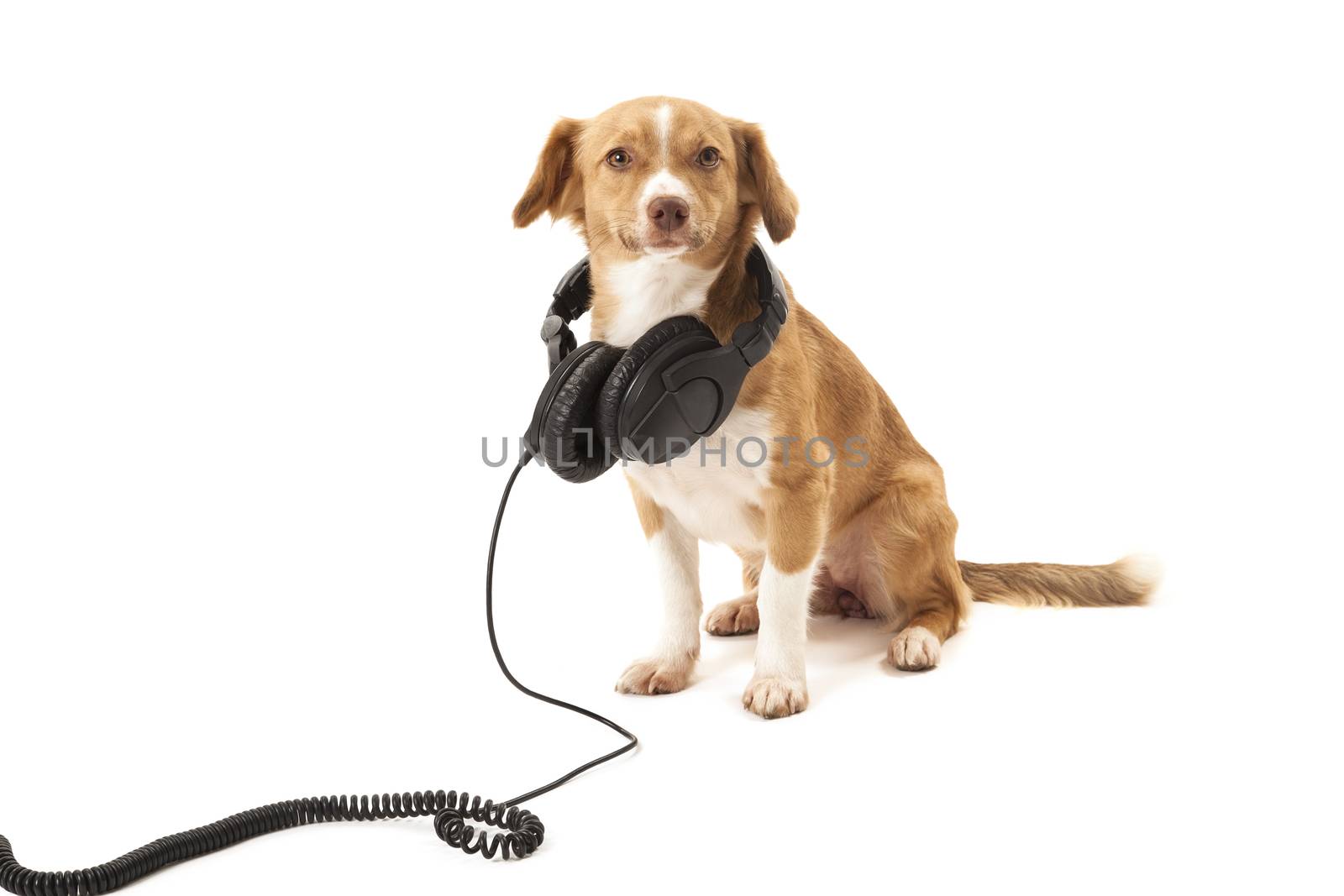 Portrait of dog with headphone isolated on white background