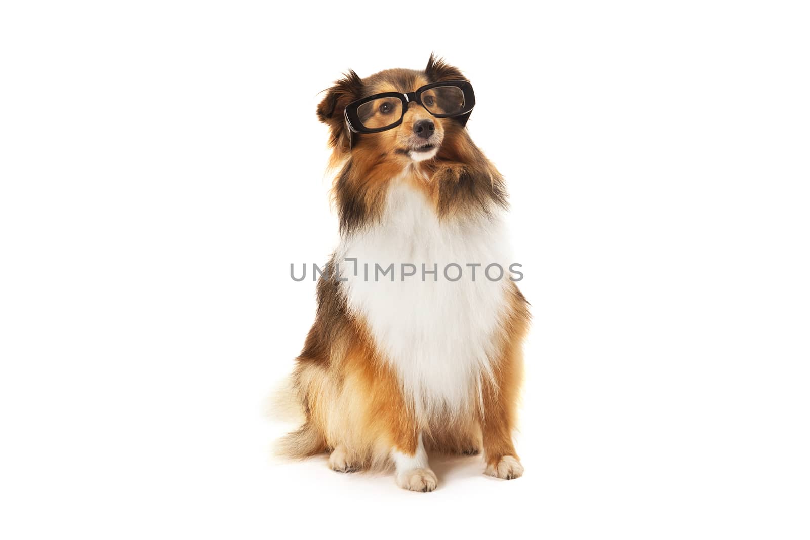 Shetland sheepdog wearing black eyeglasses over white background