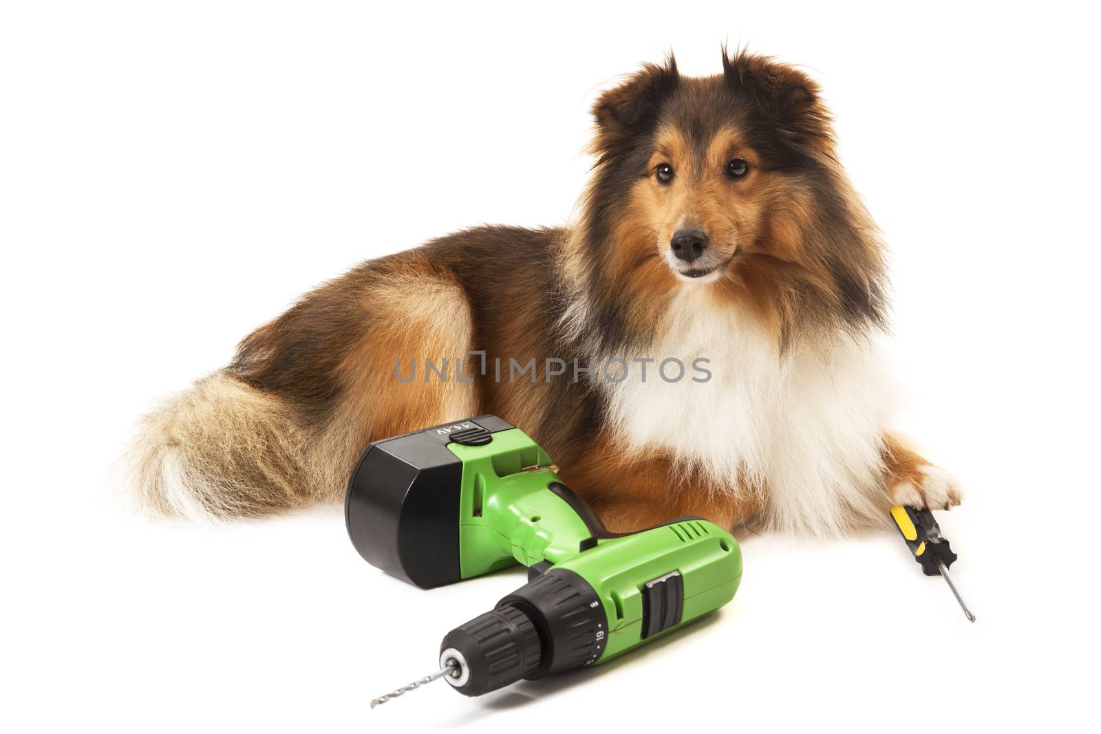 Portrait of dog with drilling machine and screwdriver by Aarstudio