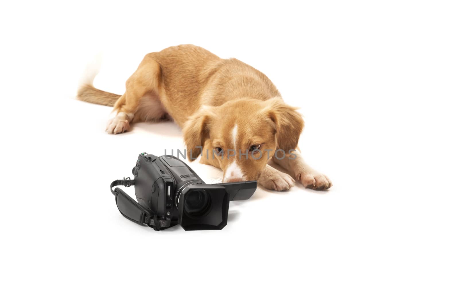 Portrait of dog looking at camcorder isolated over white background