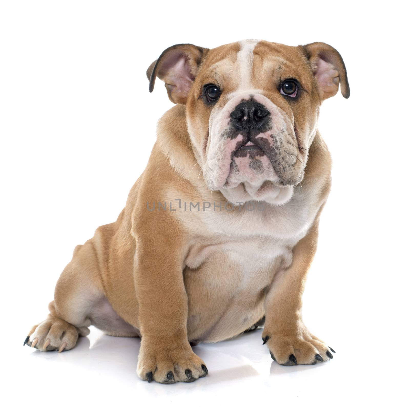 young english bulldog in front of white background