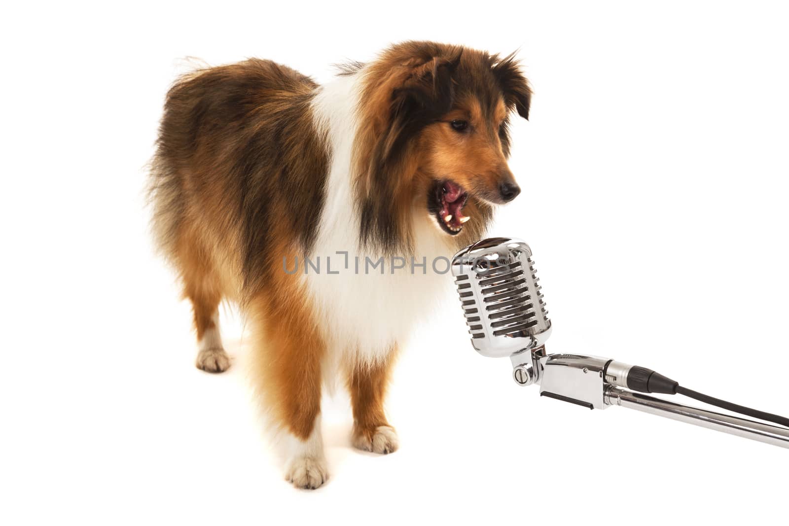 Portrait of dog singing on vintage microphone isolated over white background