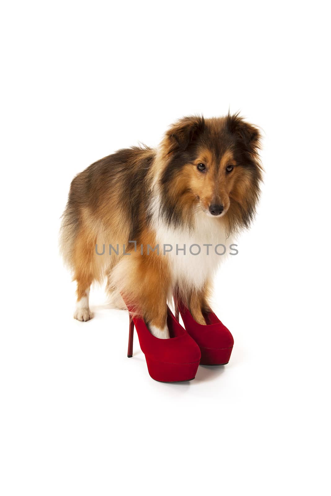 Portrait of dog wearing high heel shoes by Aarstudio