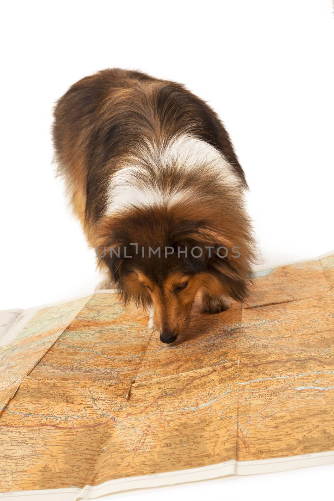Portrait of dog looking at map over white background