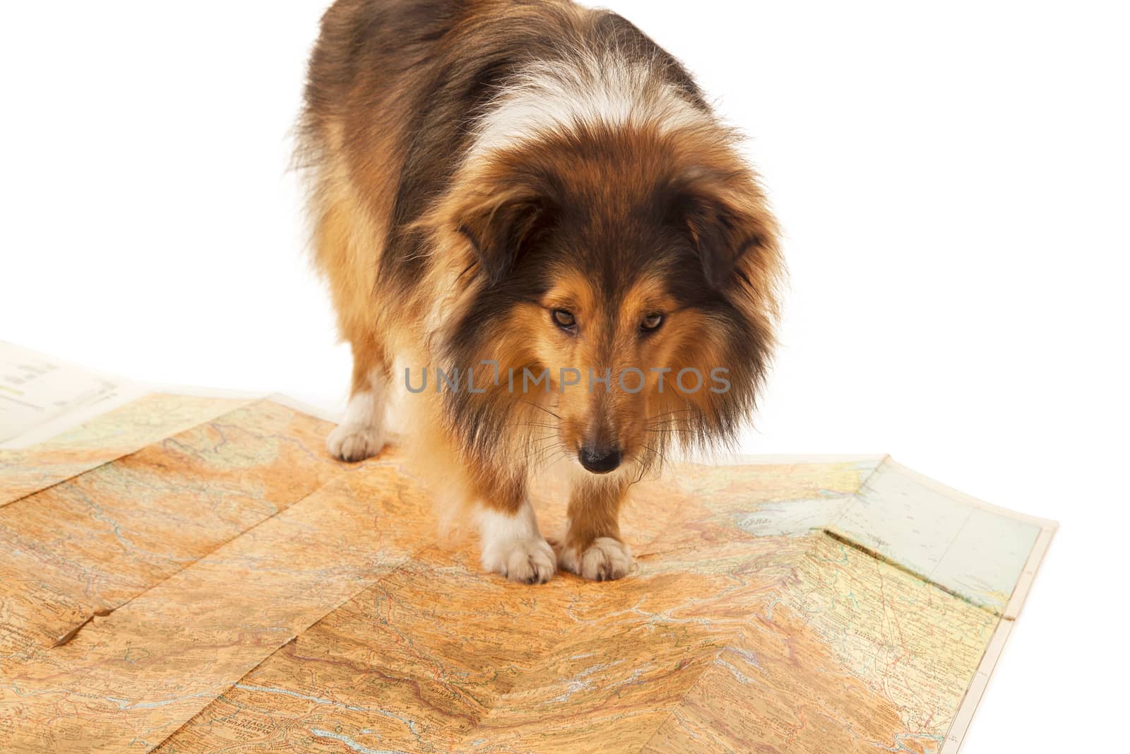 Portrait of dog standing on map over white background