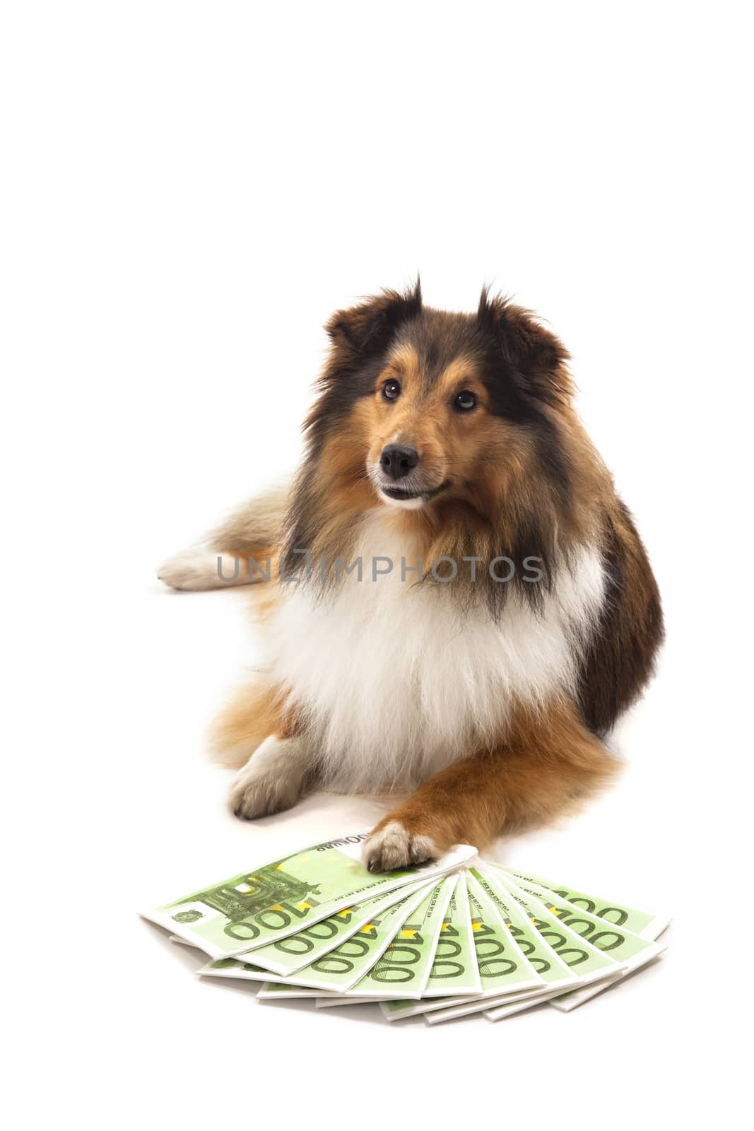 Portrait of Shetland sheepdog in front of euro banknote over white background