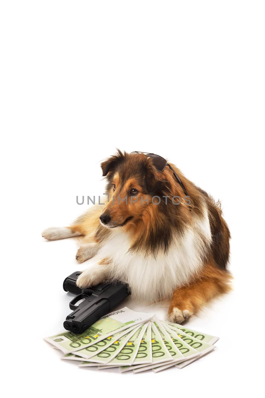 Portrait of dog wearing sunglasses with handgun and euro banknote over white background