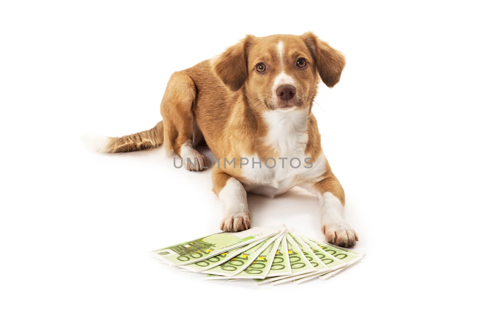 Dog with euro banknote by Aarstudio