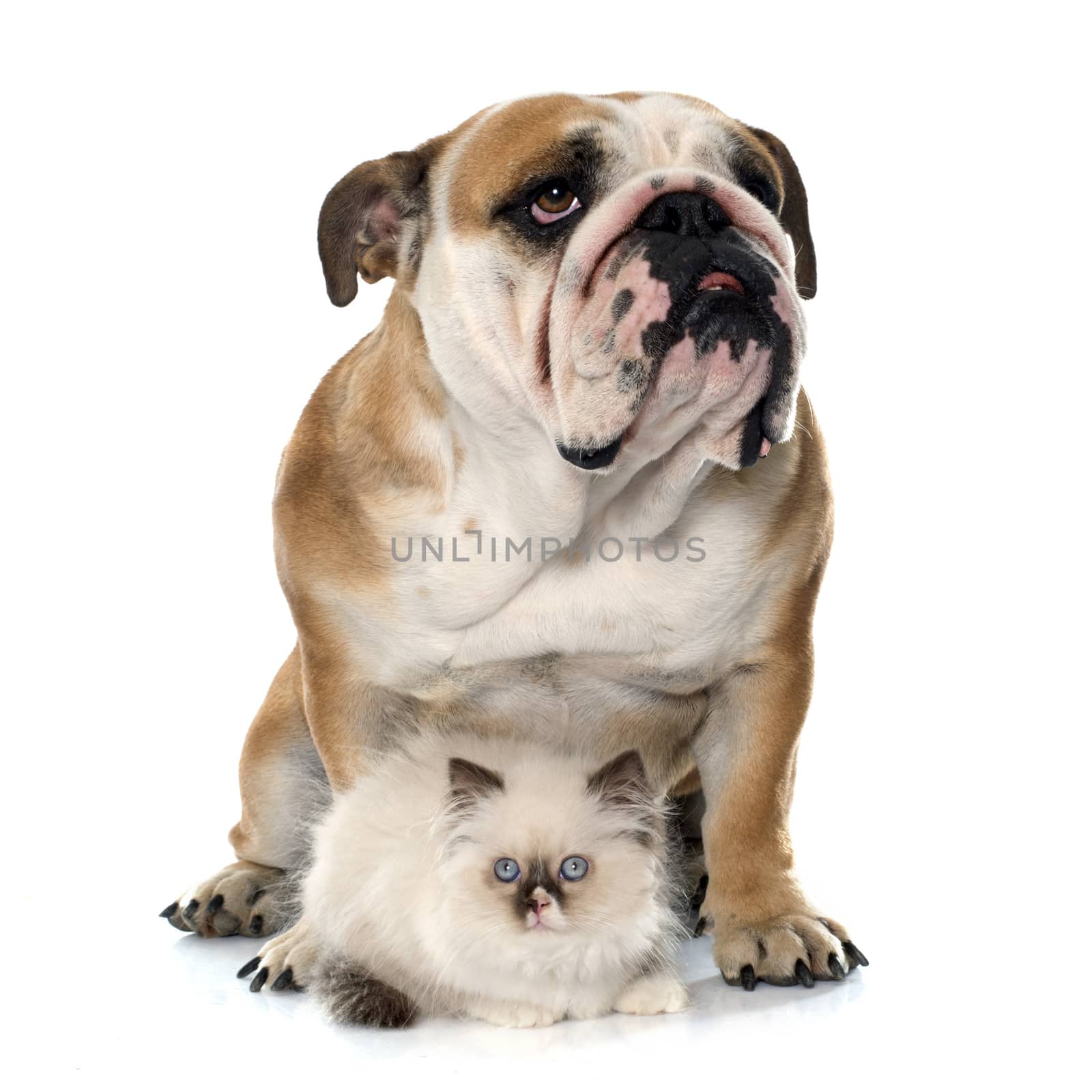 british longhair kitten and english bulldog in front of white background