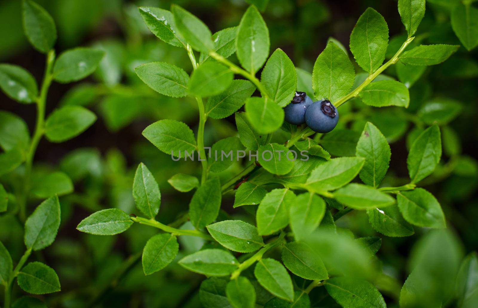 Wild berry blueberries ripen in late summer
