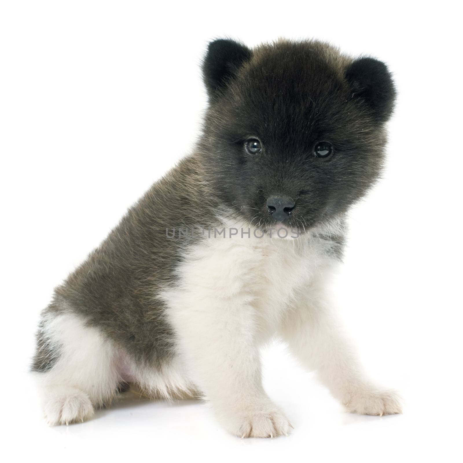 puppy american akita in front of white background