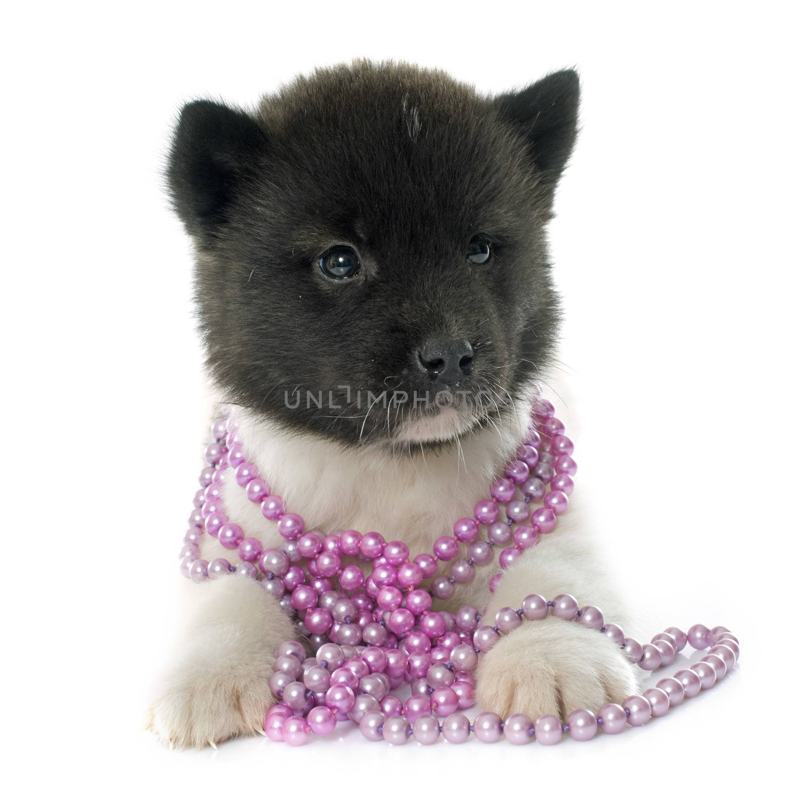 puppy american akita by cynoclub