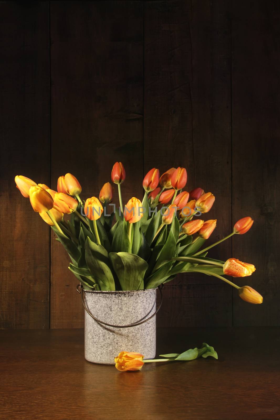 Yellow and orange tulips in old bucket