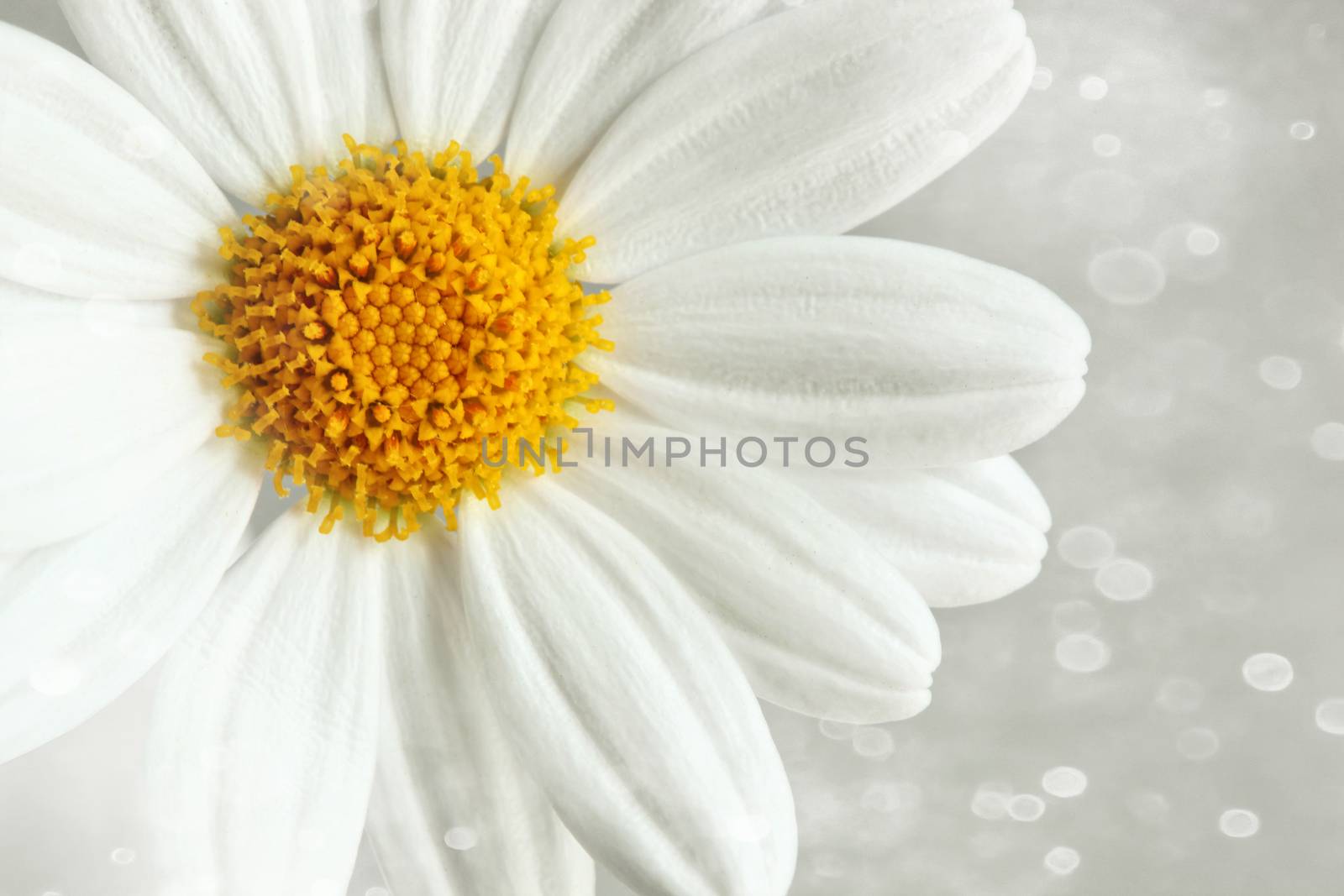 White daisy against a blur background by Sandralise
