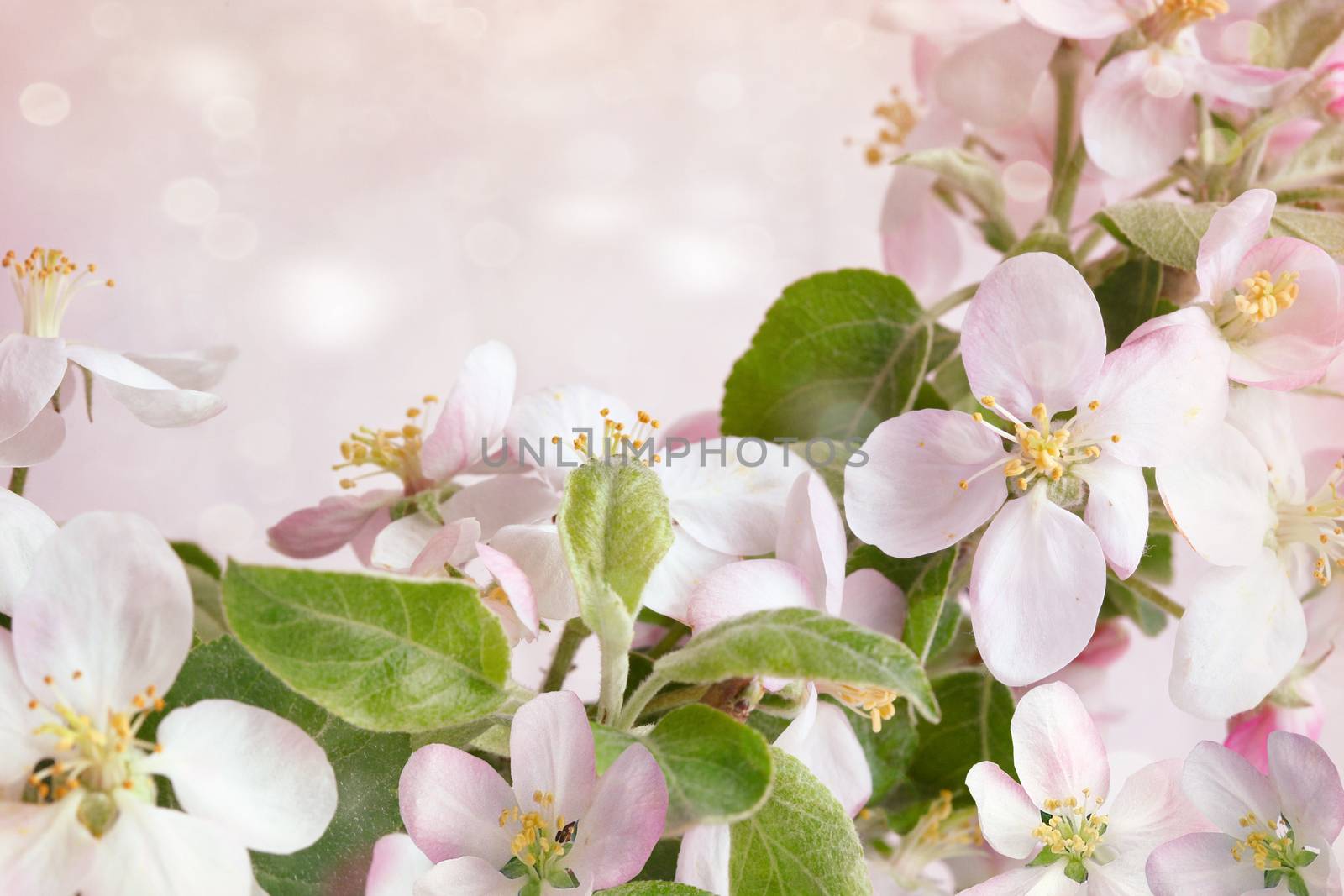 Spring blossoms against pink background by Sandralise