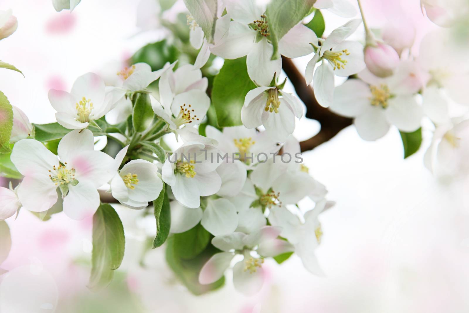 Apple blossoms against a soft focus background by Sandralise