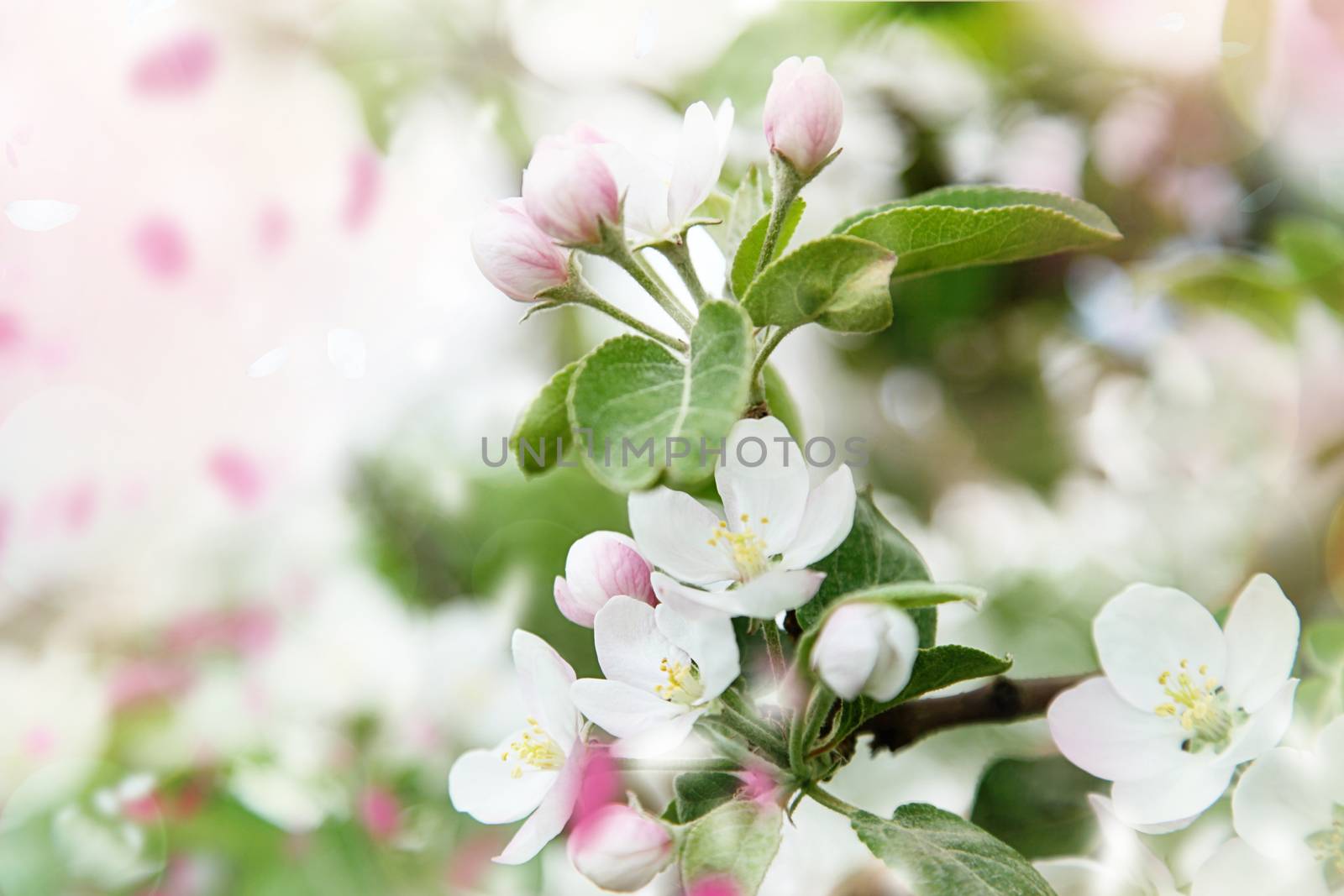 Beautiful spring blossoms in apple tree