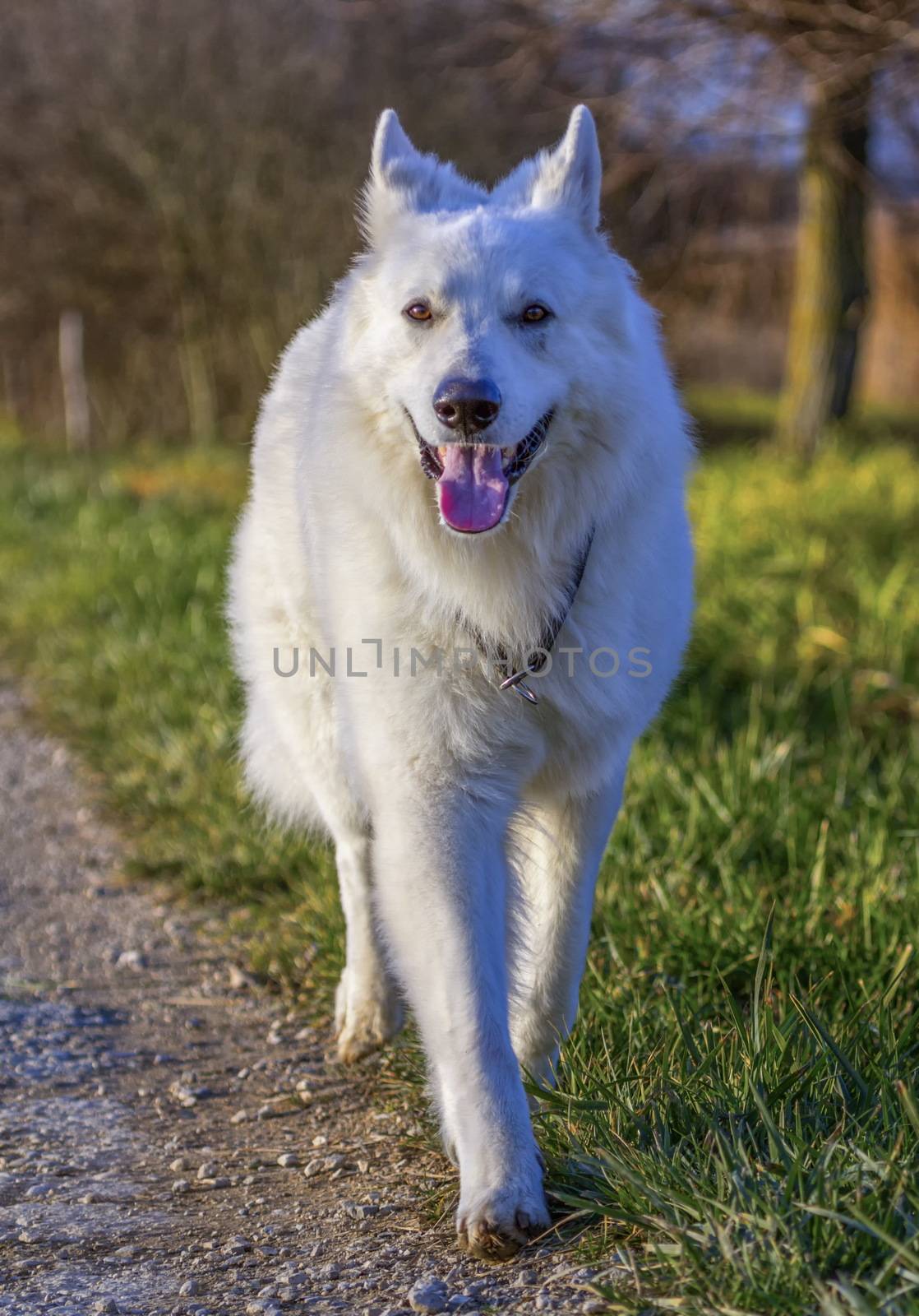 Swiss white shepherd by Elenaphotos21