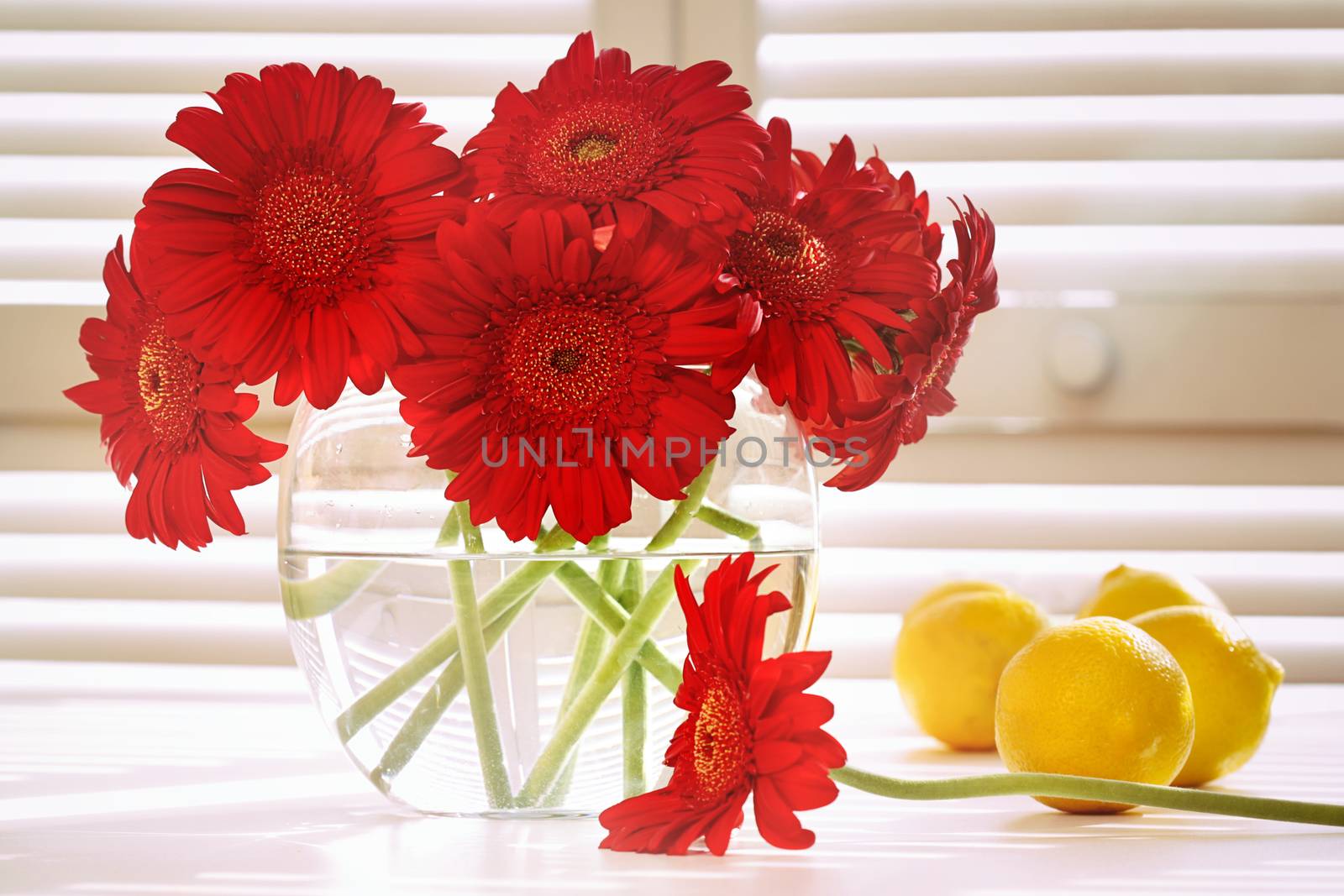 Fresh gerbera daisy in on table  by Sandralise