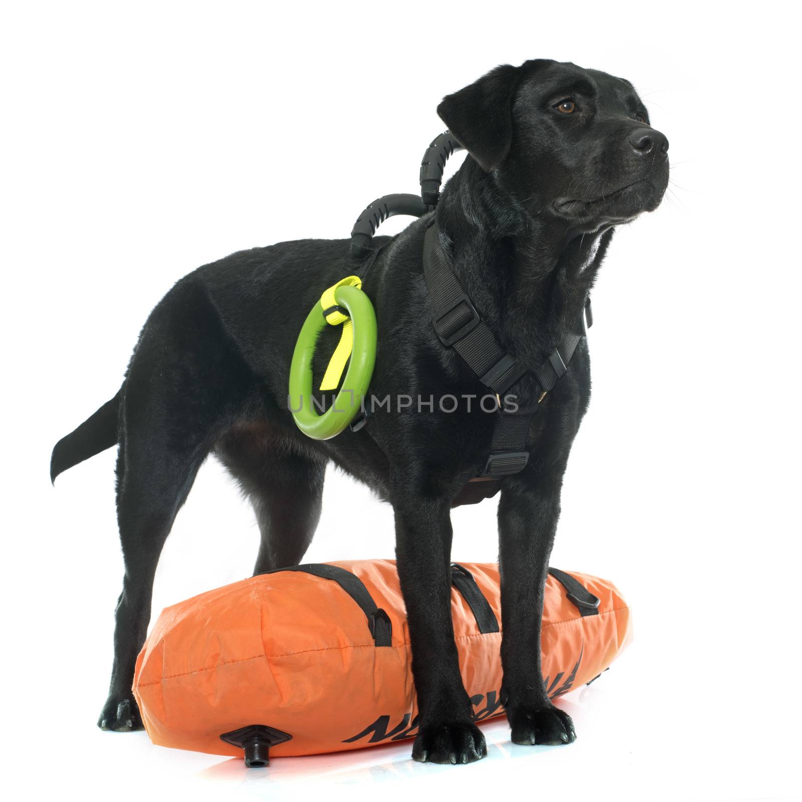 rescue labrador retriever in front of white background